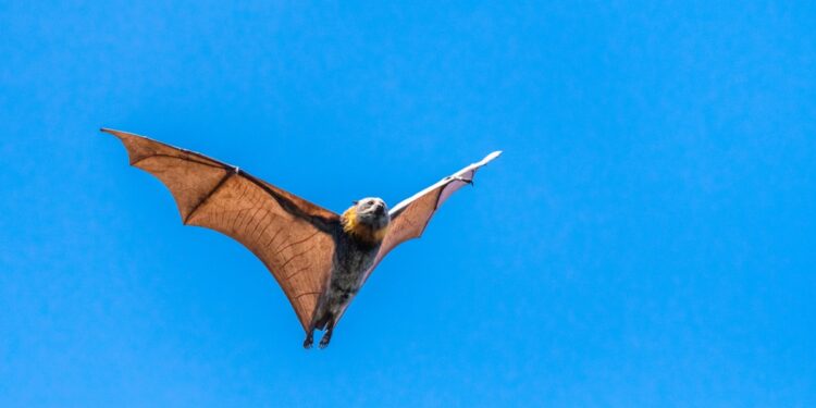 El murciélago más grande del mundo vive en Asia, mide 1,7 metros y parece sacado de una película de Batman