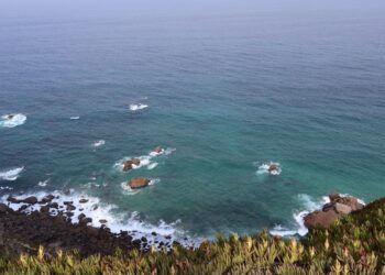 Exploraron las profundidades del Atlántico y descubrieron que un ser vivo dado por muerto hace 60 años ha resucitado