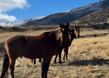Nueva Zelanda buscaba nuevos habitantes para cuidar caballos, burros y otros animales: ofrecen una casa gratis