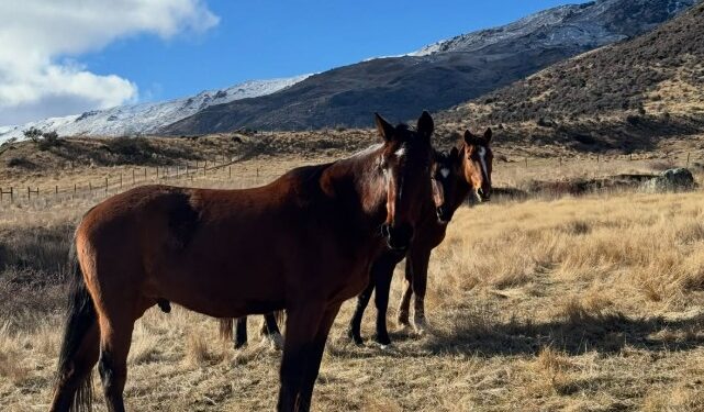 Nueva Zelanda buscaba nuevos habitantes para cuidar caballos, burros y otros animales: ofrecen una casa gratis