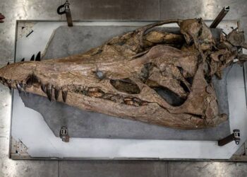 La cabeza de un monstruo marino que vivió hace 150 millones de años puede verse en la orilla de una playa del Reino Unido