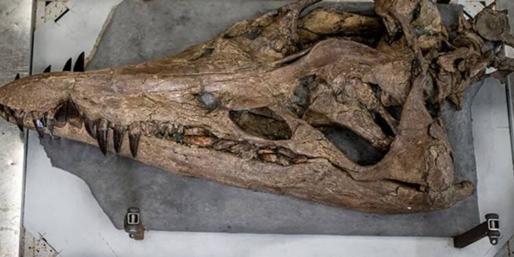La cabeza de un monstruo marino que vivió hace 150 millones de años puede verse en la orilla de una playa del Reino Unido