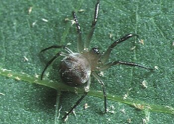 Esta araña desarrolló un truco digno de una película: convierte su propia telaraña en una honda, tira de toda la estructura hacia atrás y se lanza sobre los insectos