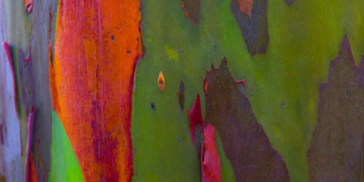 Árbol más colorido del mundo