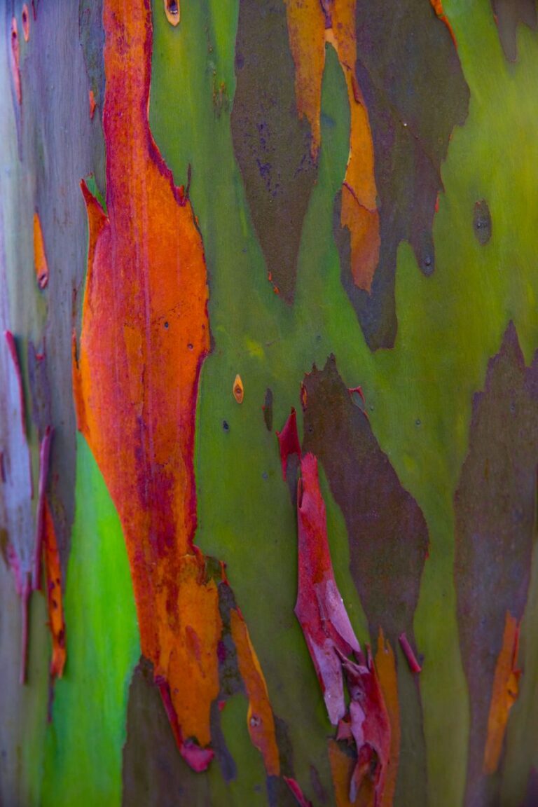 Árbol más colorido del mundo