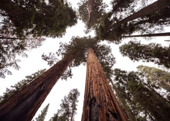 Árbol más grande del mundo