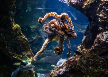 Pulpo tiene cerebros corazones una