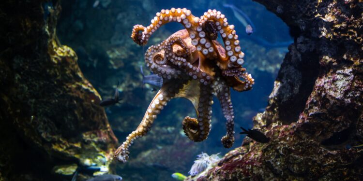 Pulpo tiene cerebros corazones una