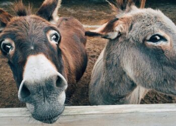 Burros rescatados convirtieron bomberos trabajan