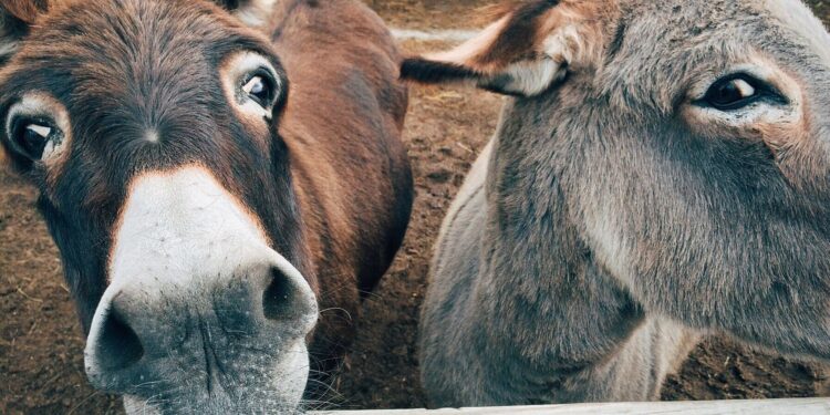 Burros rescatados convirtieron bomberos trabajan