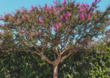 Árbol perfecto entrada casa sombra