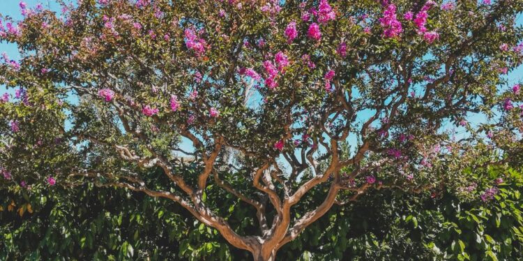Árbol perfecto entrada casa sombra