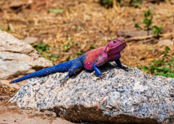 Lagarto áfrica sorprende hasta marvel