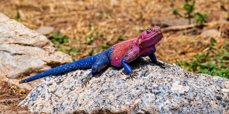 Lagarto áfrica sorprende hasta marvel