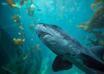 Tiburón convirtió objeto estudio ciencia