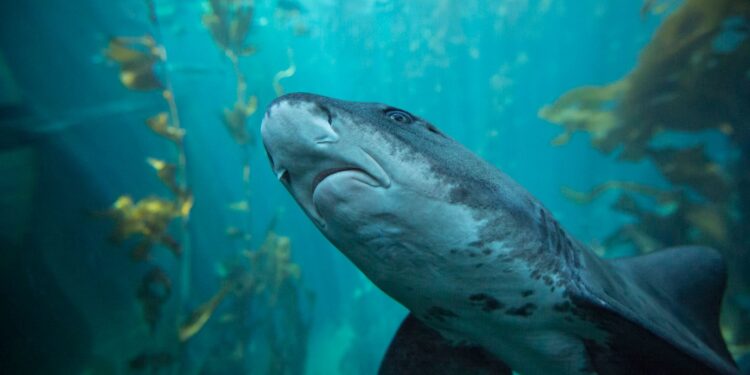 Tiburón convirtió objeto estudio ciencia