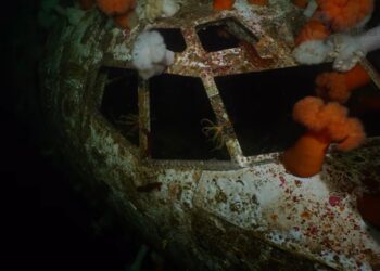 Encuentran un avión en el fondo del mar y los buzos se sorprenden al encontrar vida en su interior