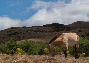 Fue considerado extinto en la naturaleza durante 30 años y ahora regresa con más de 354 animales