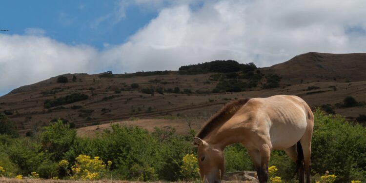 Fue considerado extinto en la naturaleza durante 30 años y ahora regresa con más de 354 animales