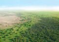 Hace comenzaron plantar árboles desierto