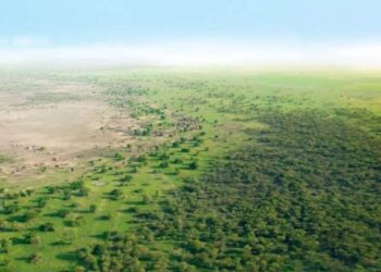 Hace comenzaron plantar árboles desierto