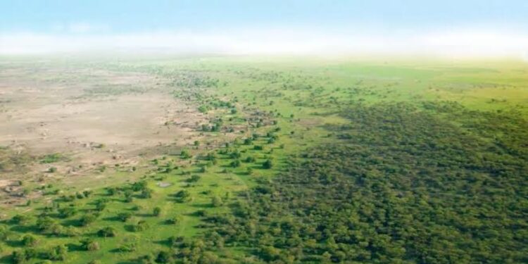 Hace comenzaron plantar árboles desierto