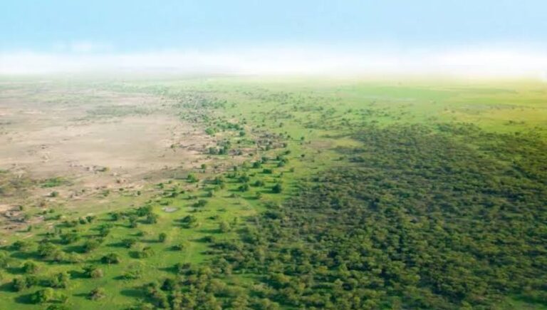 Hace comenzaron plantar árboles desierto