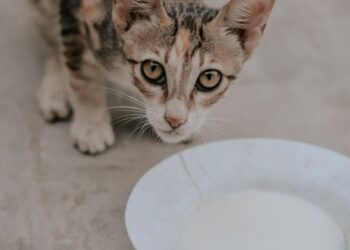 Los veterinarios coinciden tienes gato