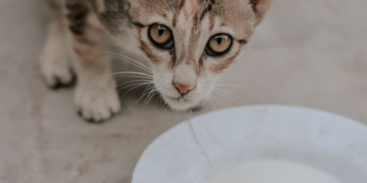 Los veterinarios coinciden tienes gato
