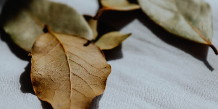 Poner una hoja laurel los