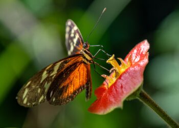 Una mariposa aparece jardín contamos