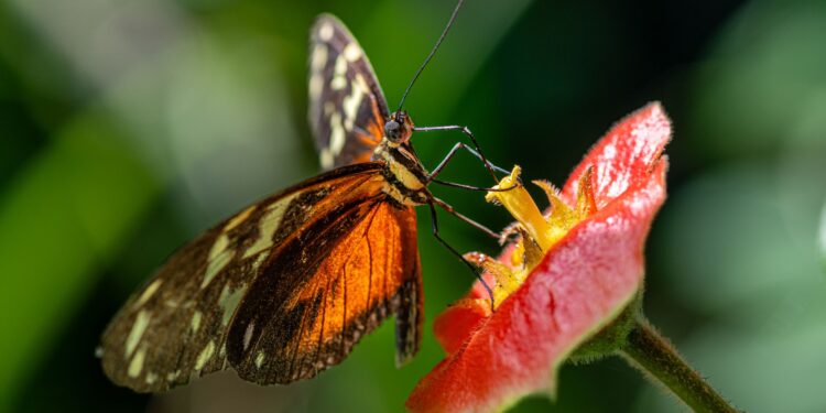 Una mariposa aparece jardín contamos