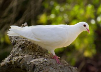 Ves una paloma blanca casa