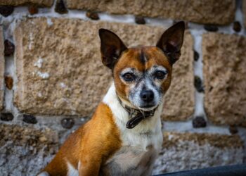 Perro podría tener edad imaginas