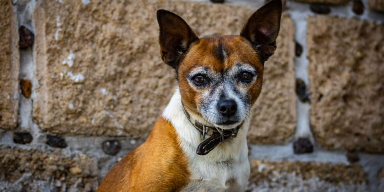 Perro podría tener edad imaginas