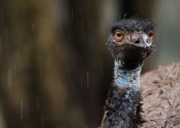 En 1932, Australia envió soldados armados para contener a las aves en las plantaciones; 94 años después, la operación sigue siendo famosa por su vergonzoso resultado