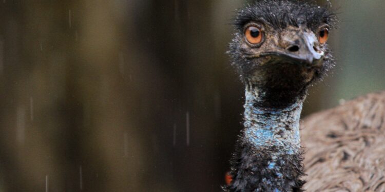 En 1932, Australia envió soldados armados para contener a las aves en las plantaciones; 94 años después, la operación sigue siendo famosa por su vergonzoso resultado