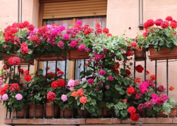 Adiós a los balcones sin gracia: 5 plantas con flores para plantar en septiembre que durarán hasta la próxima estación