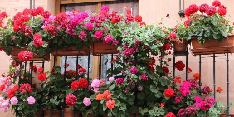 Adiós a los balcones sin gracia: 5 plantas con flores para plantar en septiembre que durarán hasta la próxima estación