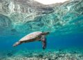 Una isla paradisíaca adquirida por una estrella de Hollywood se convierte en un modelo global para salvar a las tortugas marinas