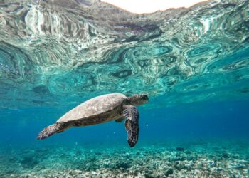 Una isla paradisíaca adquirida por una estrella de Hollywood se convierte en un modelo global para salvar a las tortugas marinas
