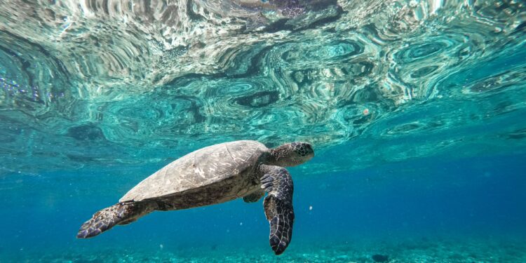 Una isla paradisíaca adquirida por una estrella de Hollywood se convierte en un modelo global para salvar a las tortugas marinas