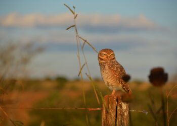 Si escuchas búhos ulular cerca de tu casa o en el jardín, te contamos qué significa y por qué puede ser una excelente señal