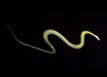 Científicos hacen un descubrimiento sorprendente con una serpiente capaz de volar