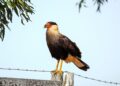 Si encuentras un carancho  volando cerca de tu casa en septiembre, te contamos qué significa y por qué deberías alegrarte por esta señal