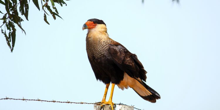 Si encuentras un carancho volando cerca de tu casa en septiembre, te contamos qué significa y por qué deberías alegrarte por esta señal