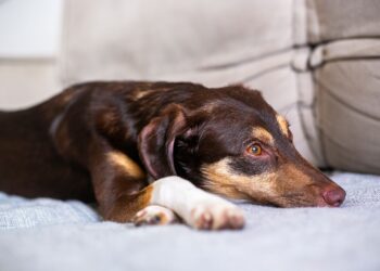 Los veterinarios coinciden: "1 de cada 3 perros sufre ansiedad por separación y esto se confunde con un mal comportamiento"