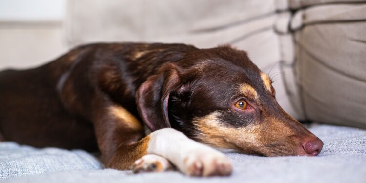 Los veterinarios coinciden: "1 de cada 3 perros sufre ansiedad por separación y esto se confunde con un mal comportamiento"
