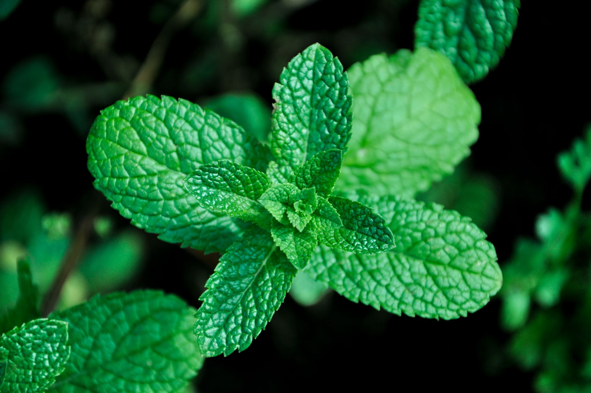 Close-up vívido de folhas frescas de menta verde, mostrando textura e cor exuberante.