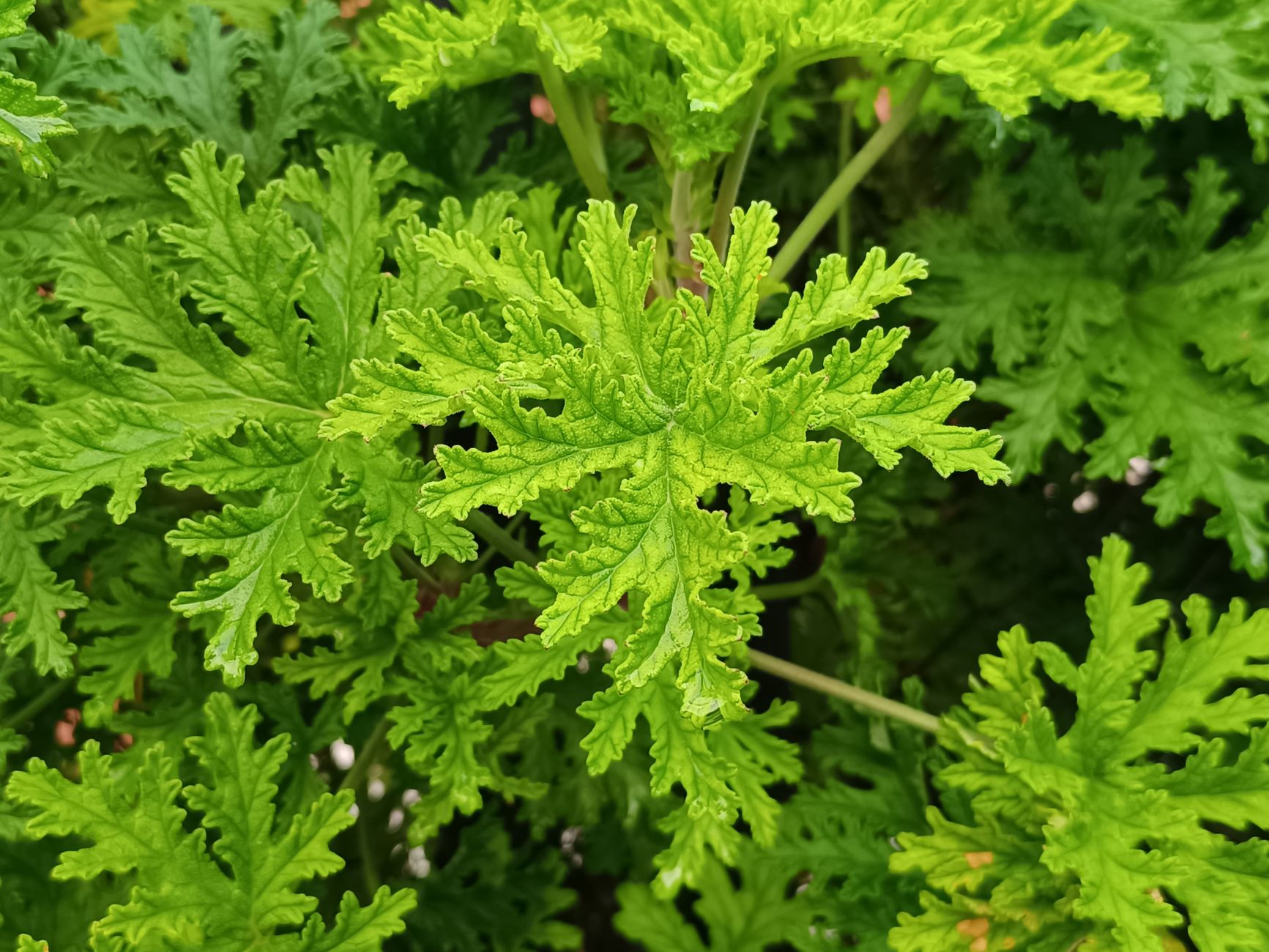 Vista aproximada mostrando as folhas verde-vibrantes e detalhadas do gerânio.